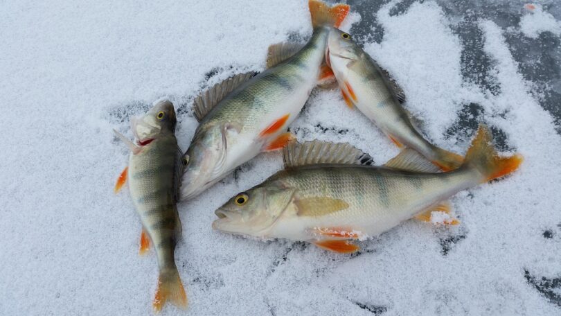 ice-fishing-2919070_1280 Levrek Külbastı Tarifi