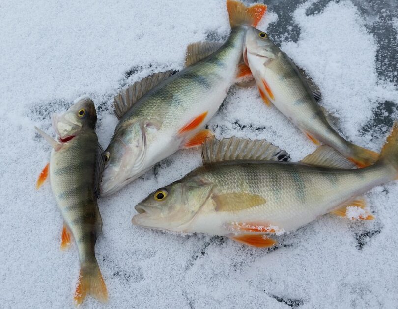 Levrek Külbastı Tarifi